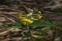 Crotalaria sericea